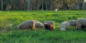 image-gestion différenciée-mouton