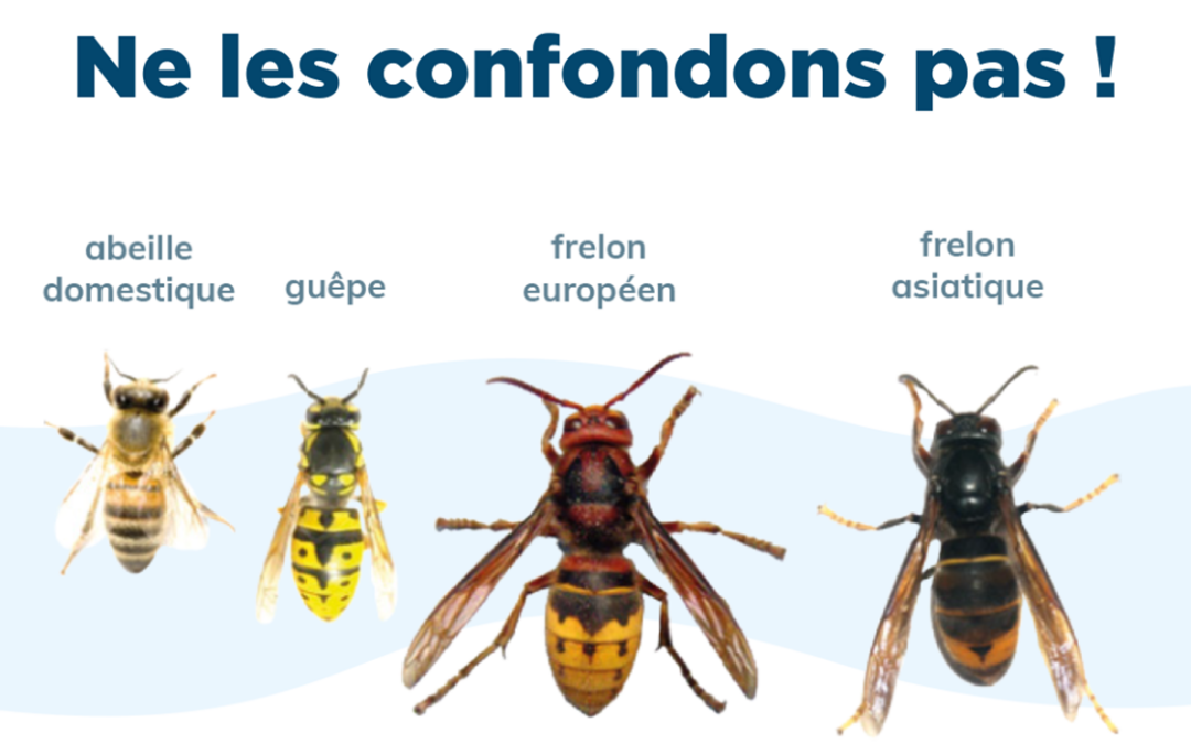 Frelon asiatique